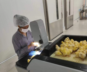 Thai Hatchery 
using our Product