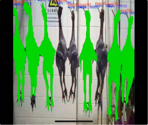 Slaughtering House Body-weight  Measurement & Defects Detection System