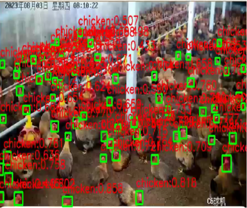 Farm Chicken Counting System